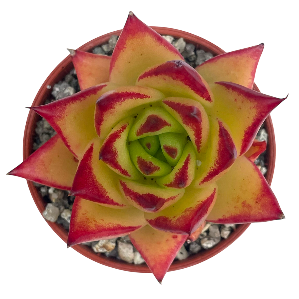 Echeveria agavoides 'Lipstick'