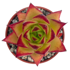 Echeveria agavoides 'Lipstick'