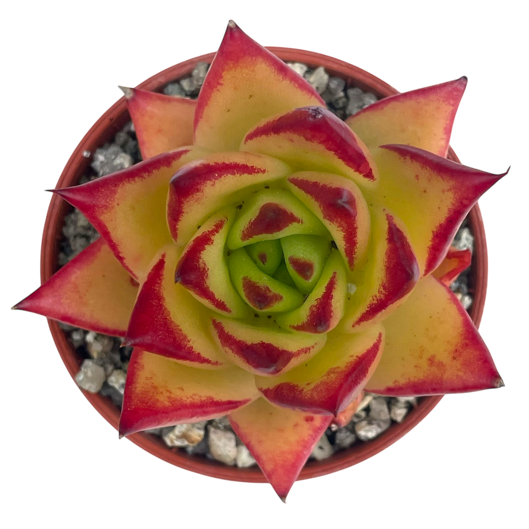 Echeveria agavoides 'Lipstick'