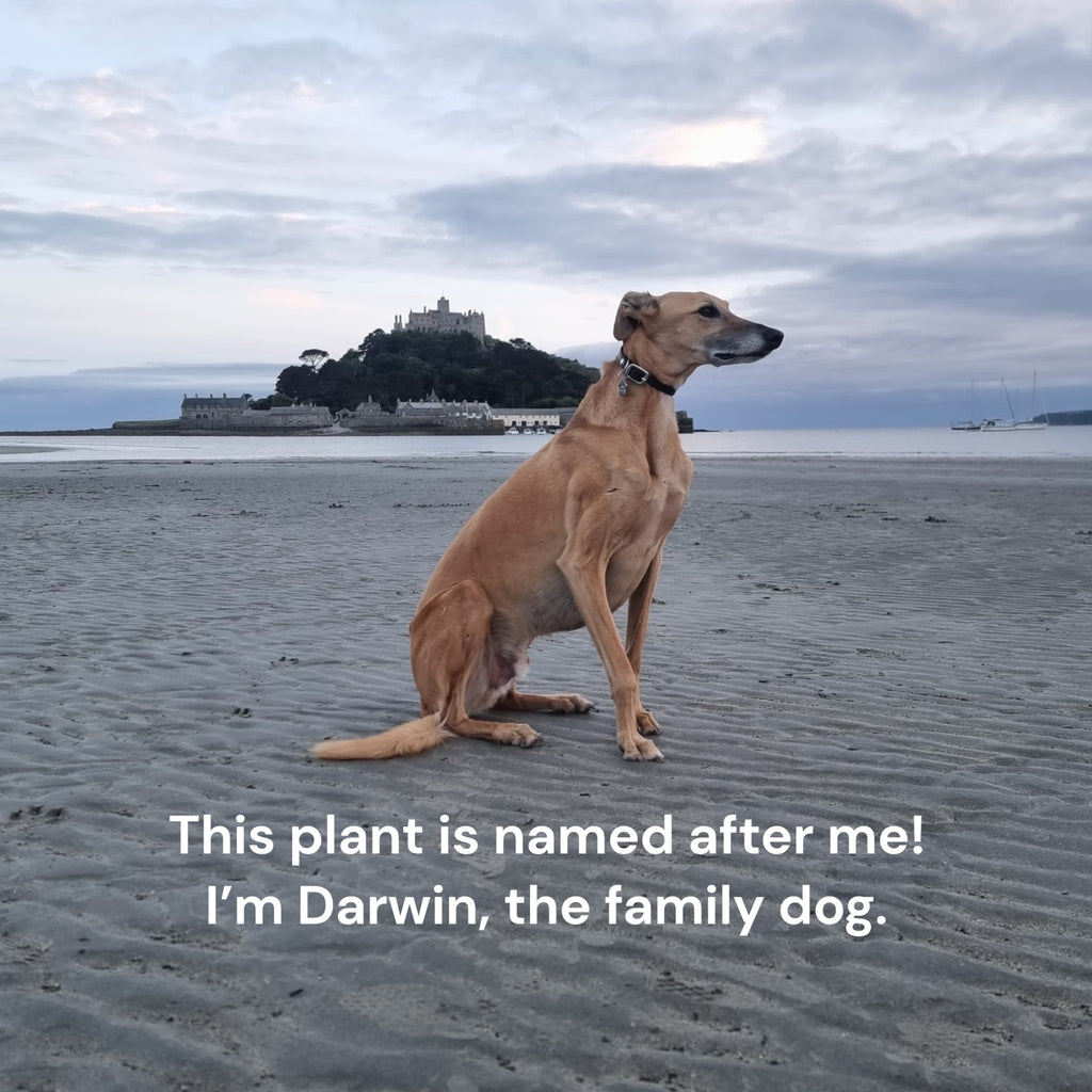 x Semponium 'Darwin'