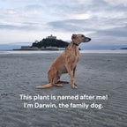 x Semponium 'Darwin'