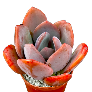 アエオニウム 'ハロウィン' 錦 (タイプ2) – Surreal Succulents アエオニウム 'ハロウィン' 錦 (タイプ2) – Surreal Succulents