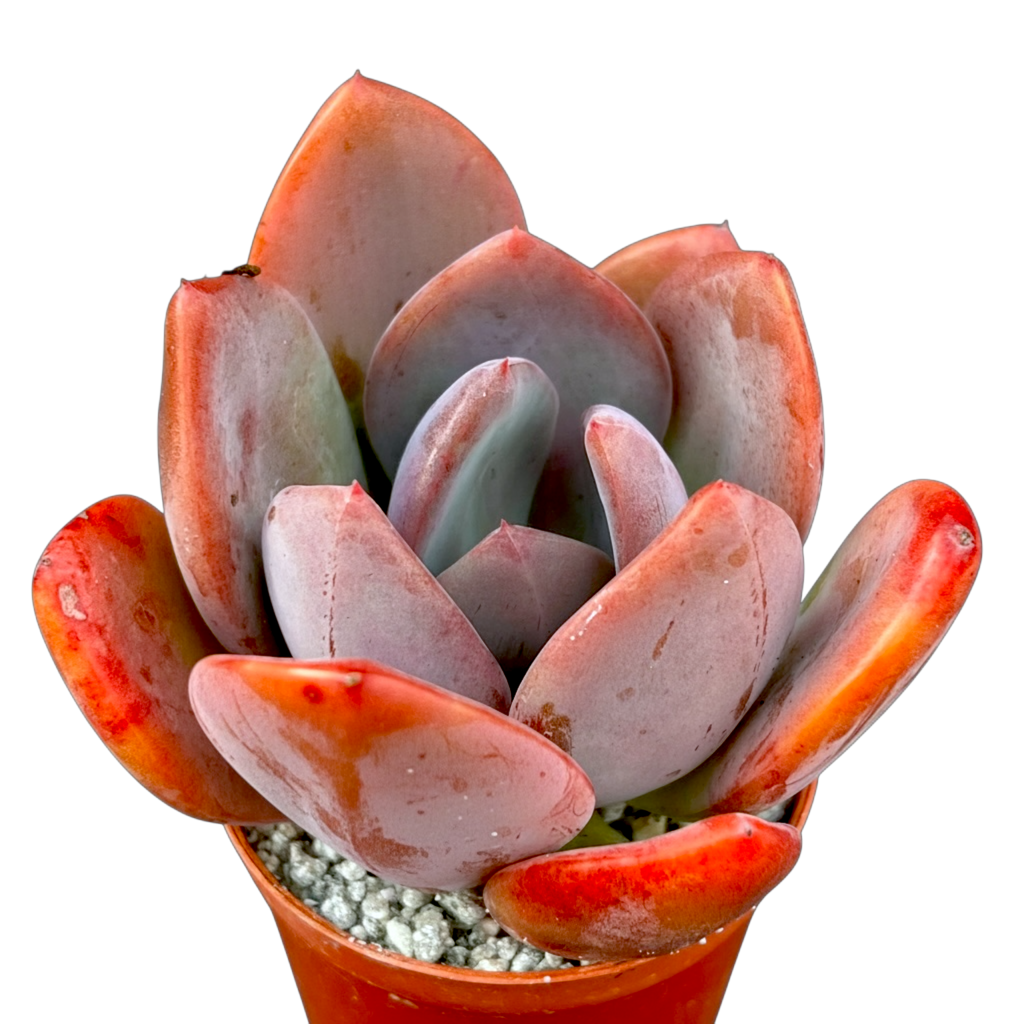 x Pachyveria 'Empress'