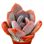 x Pachyveria 'Empress'