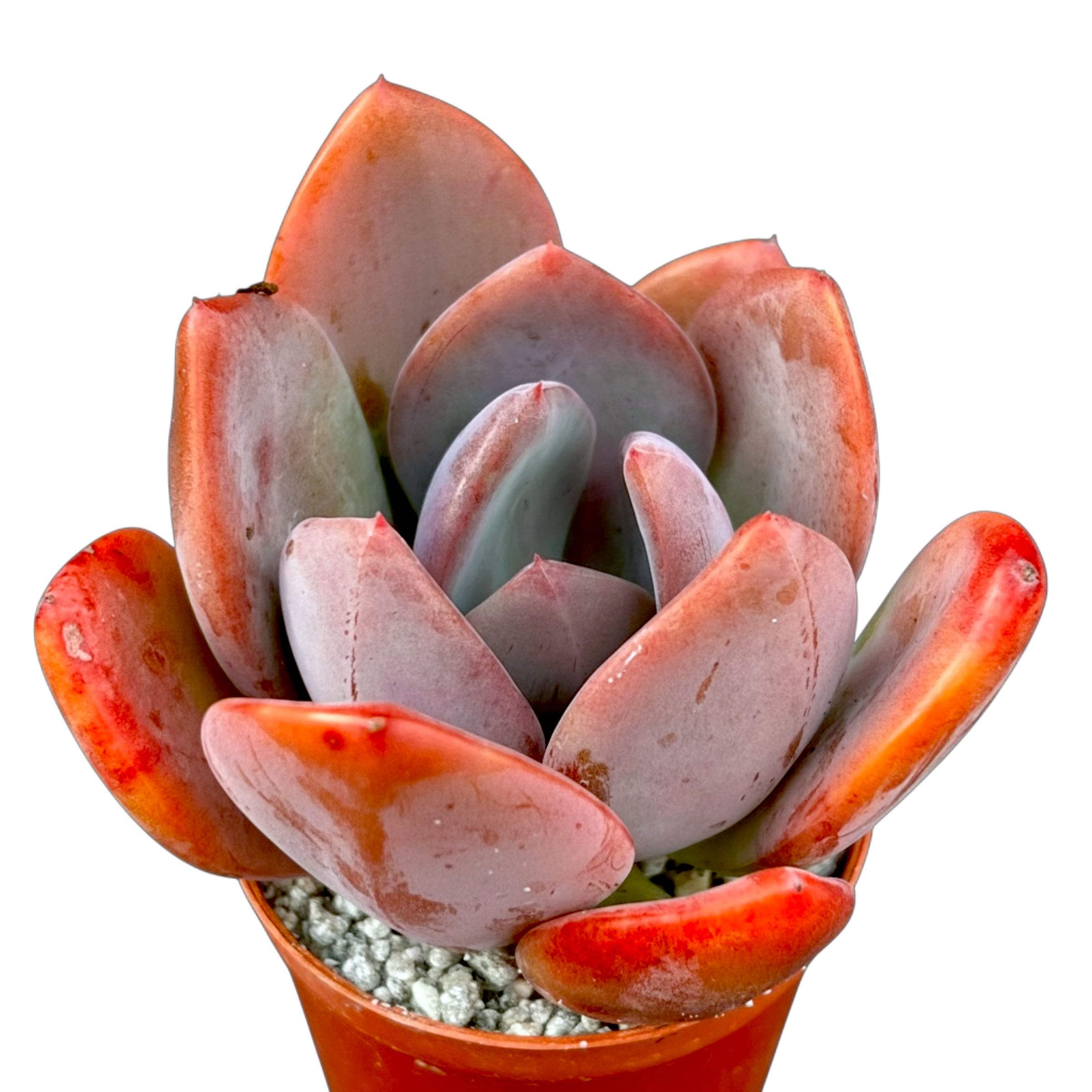 x Pachyveria 'Empress'