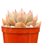 Echeveria 'Gold'