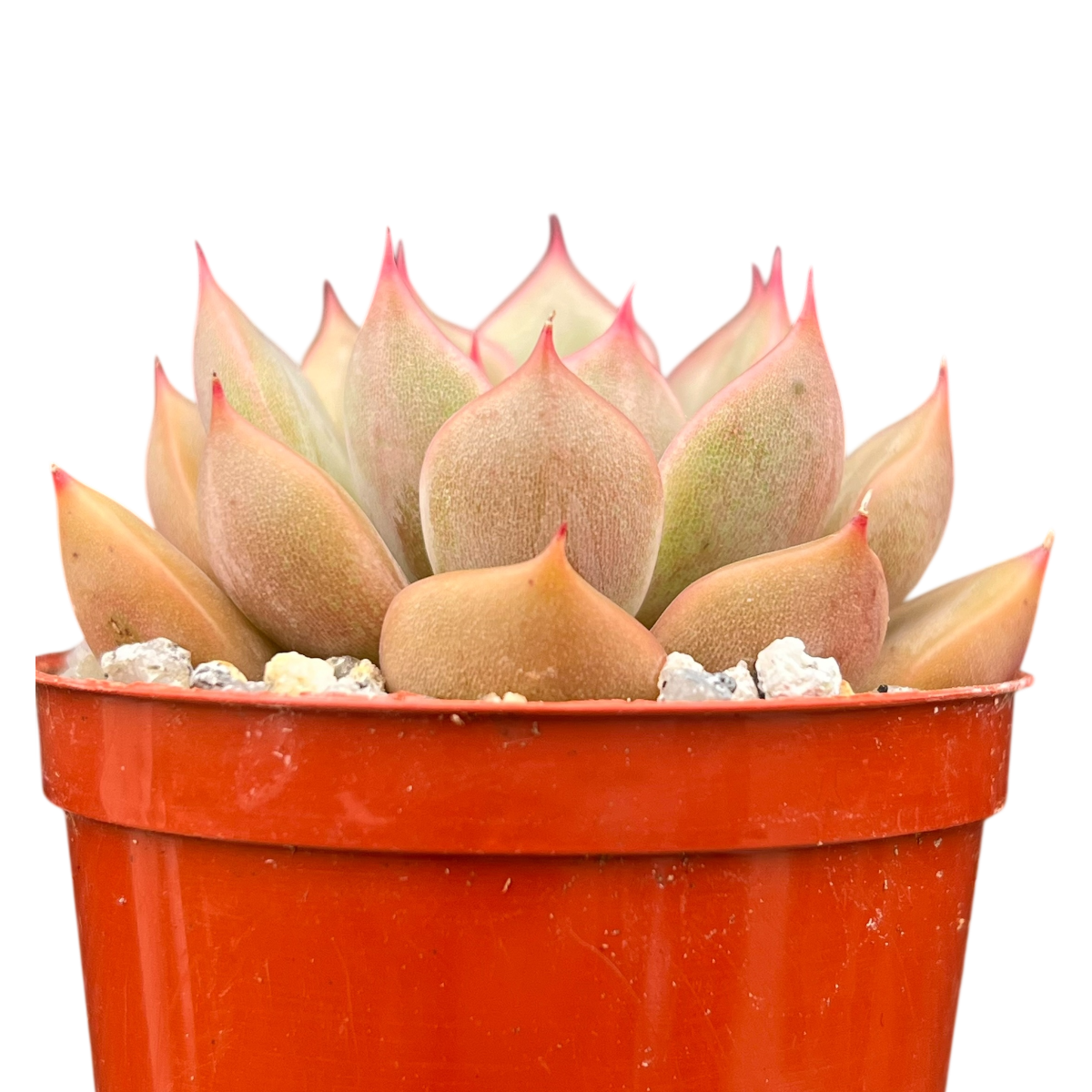 Echeveria 'Gold'