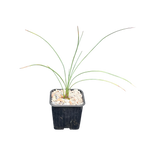 Dasylirion longissimum | Mexican Grass Tree