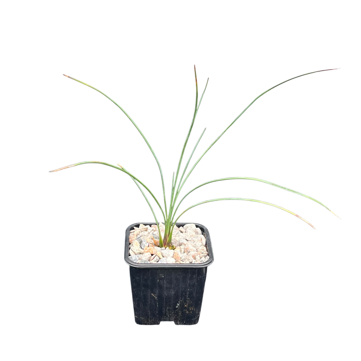 Dasylirion longissimum (Mexican Grass Tree)
