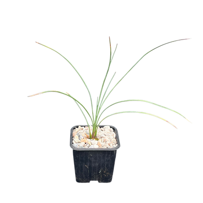 Dasylirion longissimum (Mexican Grass Tree)