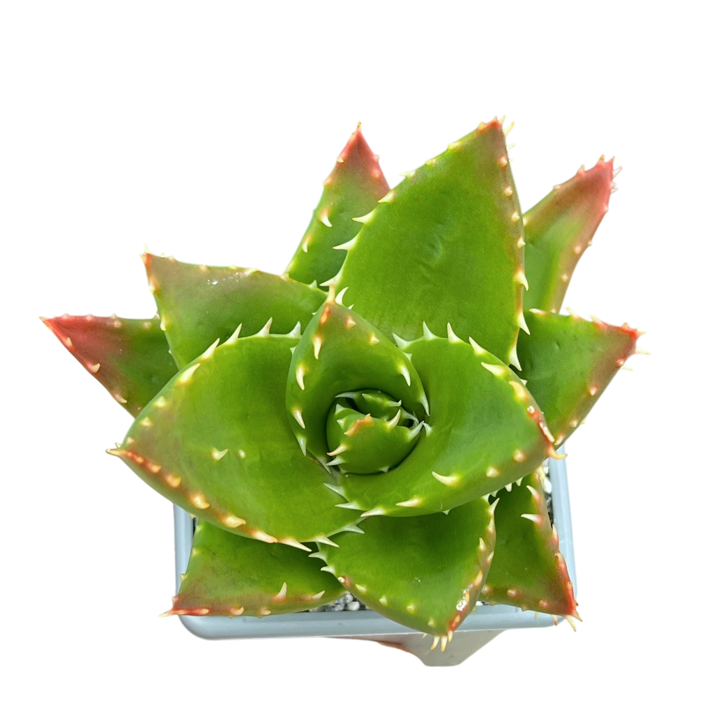 Aloe mitriformis