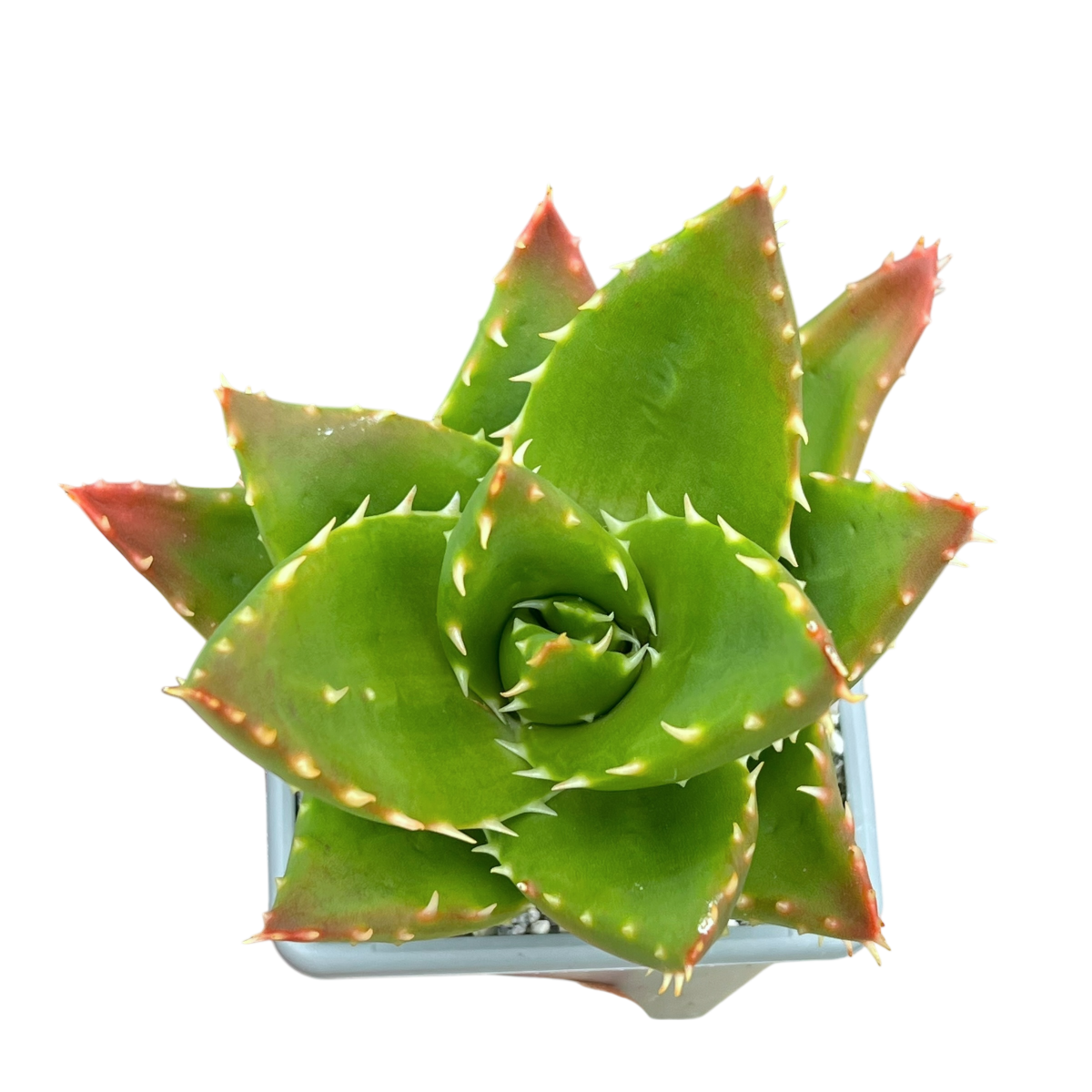 Aloe mitriformis