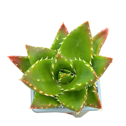Aloe mitriformis