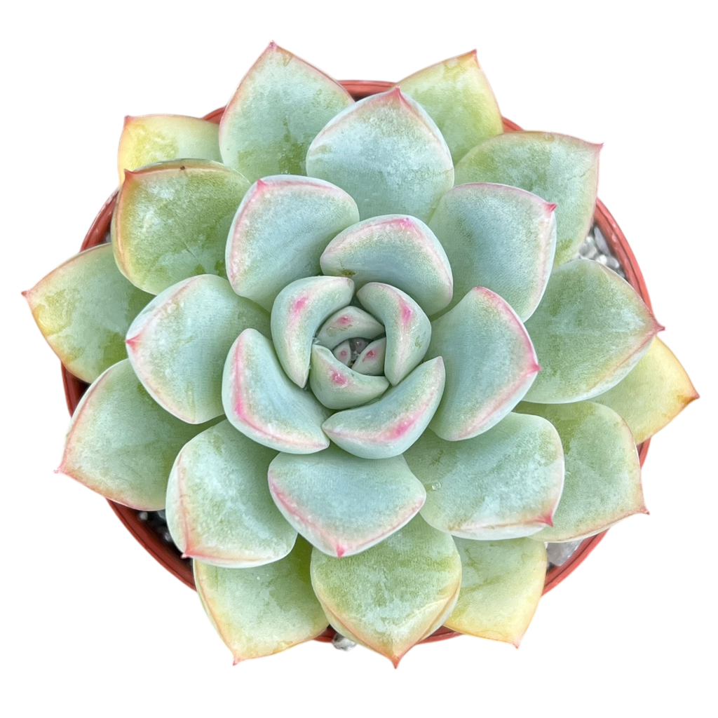 Echeveria 'Apus'