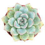 Echeveria 'Apus'