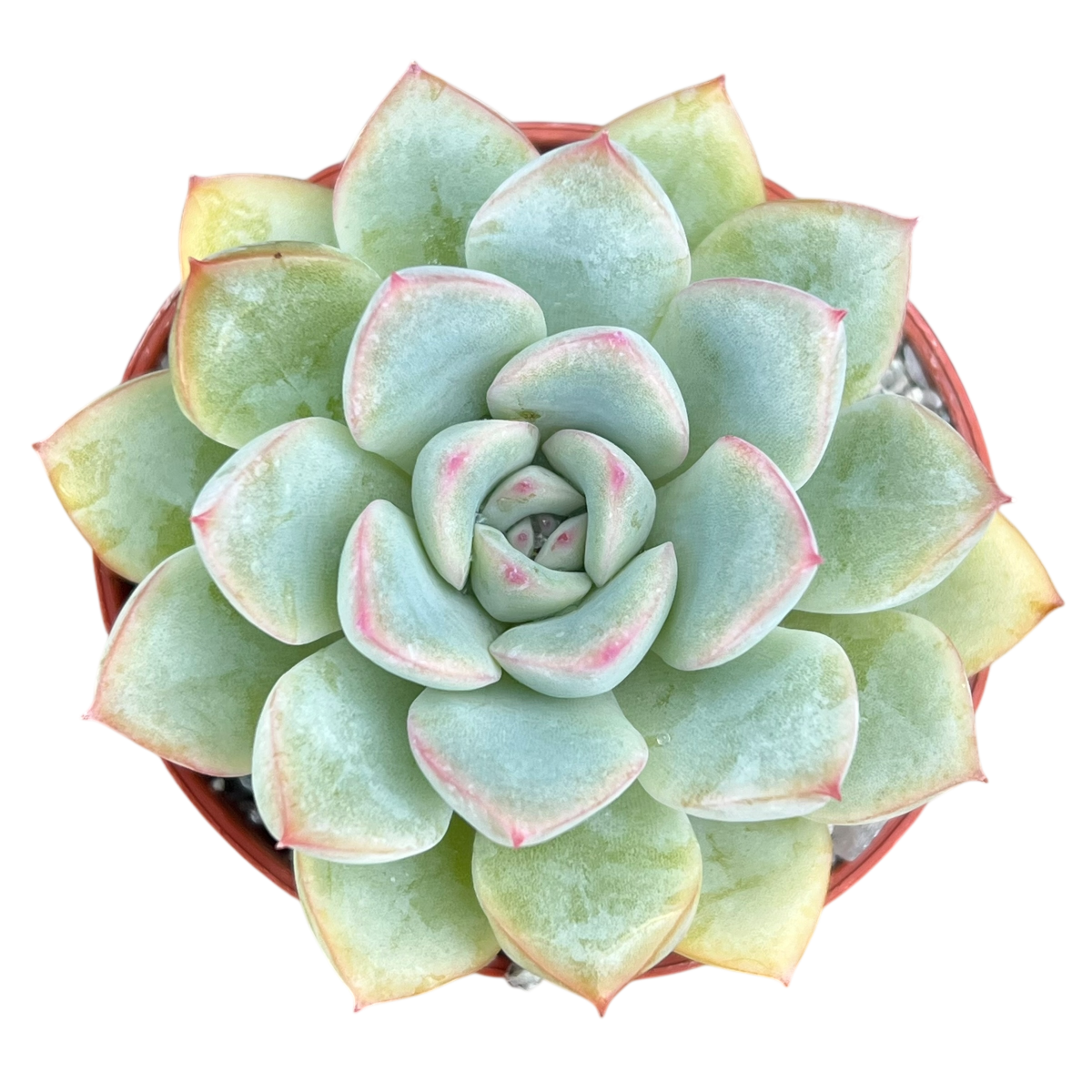 Echeveria 'Apus'