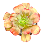Aeonium arboreum v. holochrysum