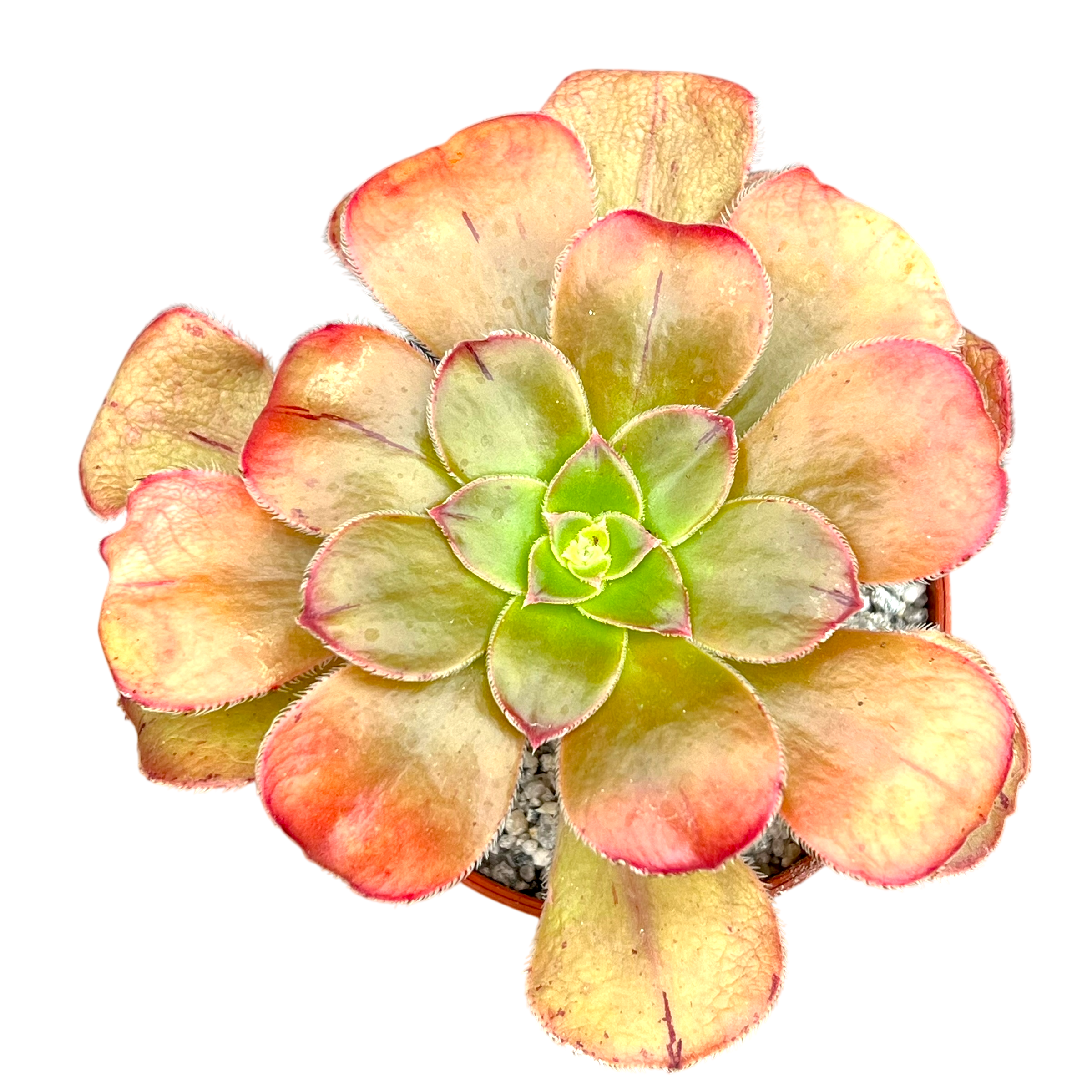 Aeonium arboreum v. holochrysum