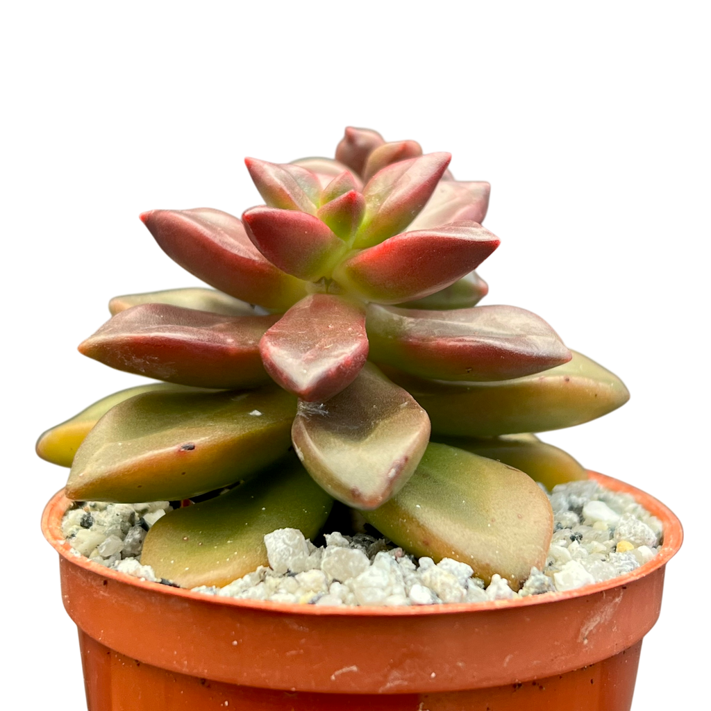 Echeveria compressicaulis