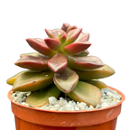 Echeveria compressicaulis