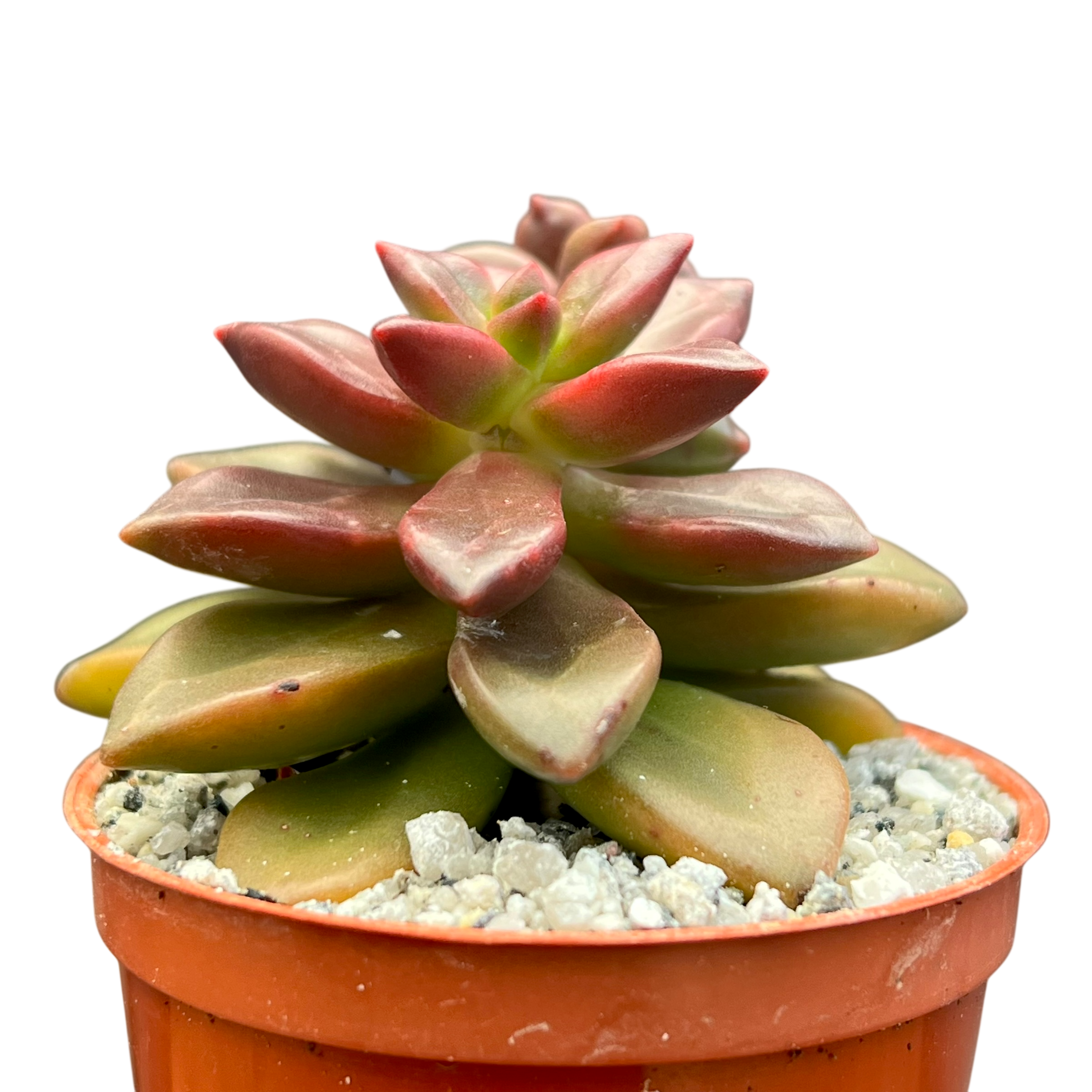 Echeveria compressicaulis