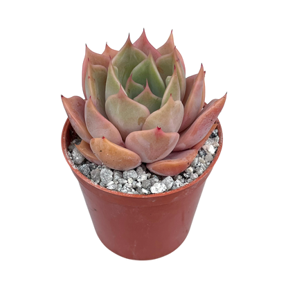 Echeveria 'Latte Rose'