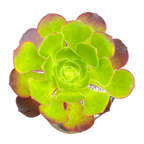 Aeonium 'Pomegranate'