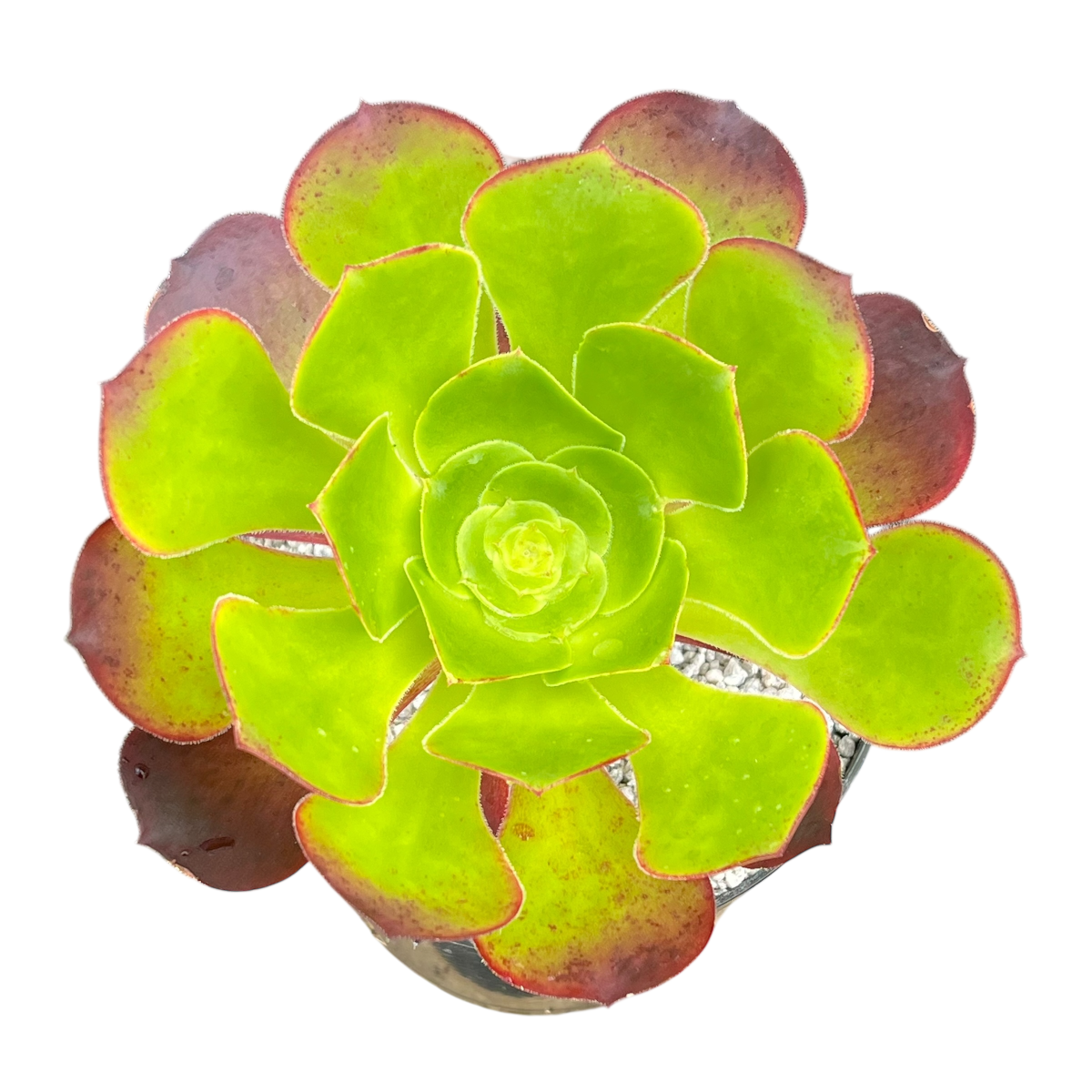 Aeonium 'Pomegranate'