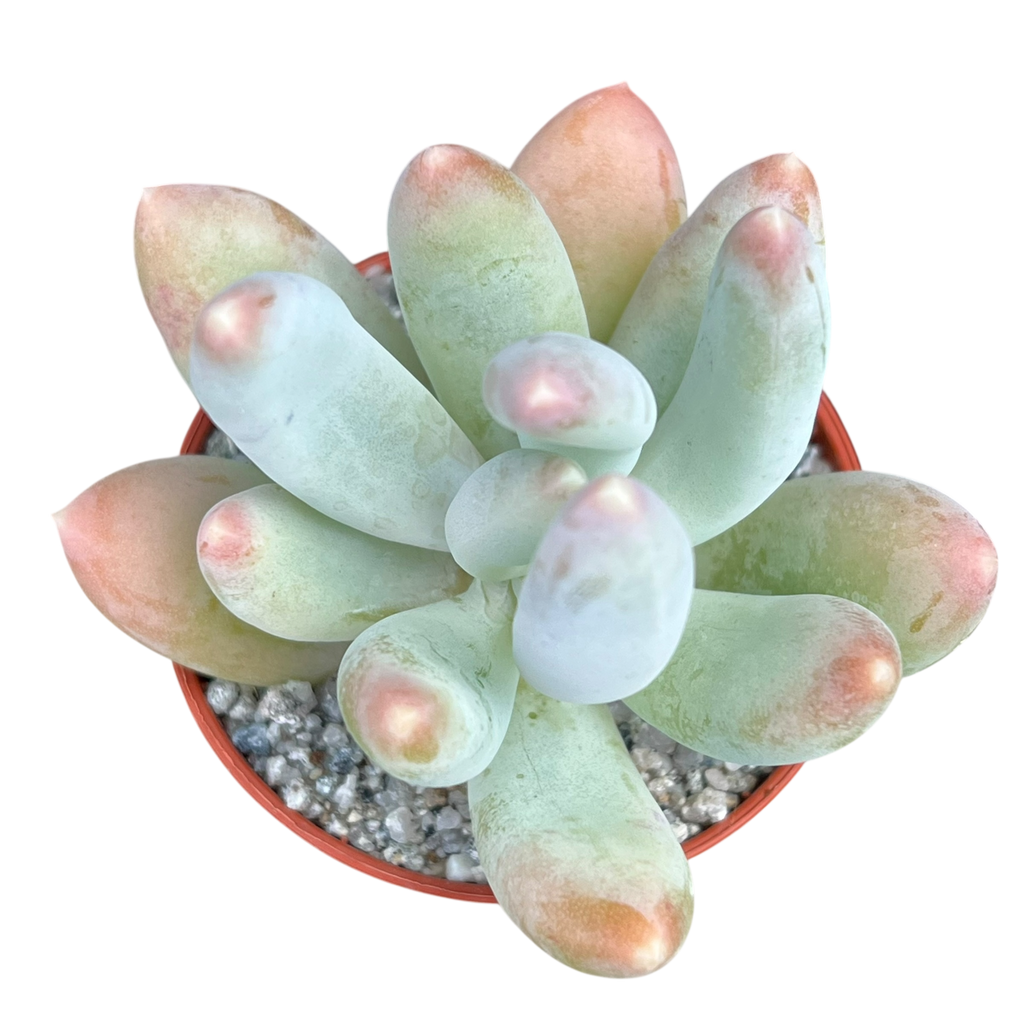 x Pachyveria 'Glossoides Glossot'