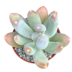 x Pachyveria 'Glossoides Glossot'