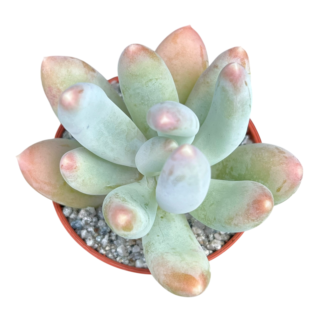 x Pachyveria 'Glossoides Glossot'