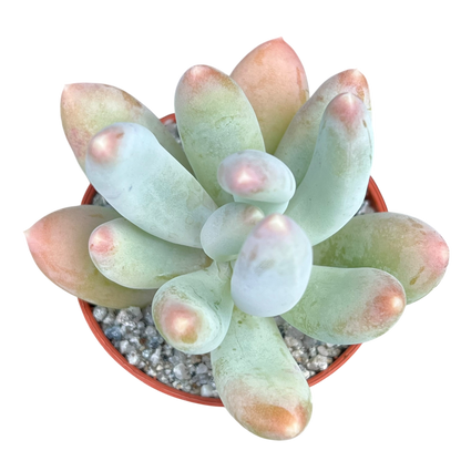 x Pachyveria 'Glossoides Glossot'