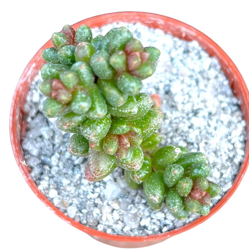 Sedum furfuraceum