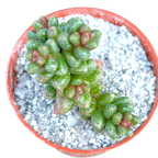 Sedum furfuraceum