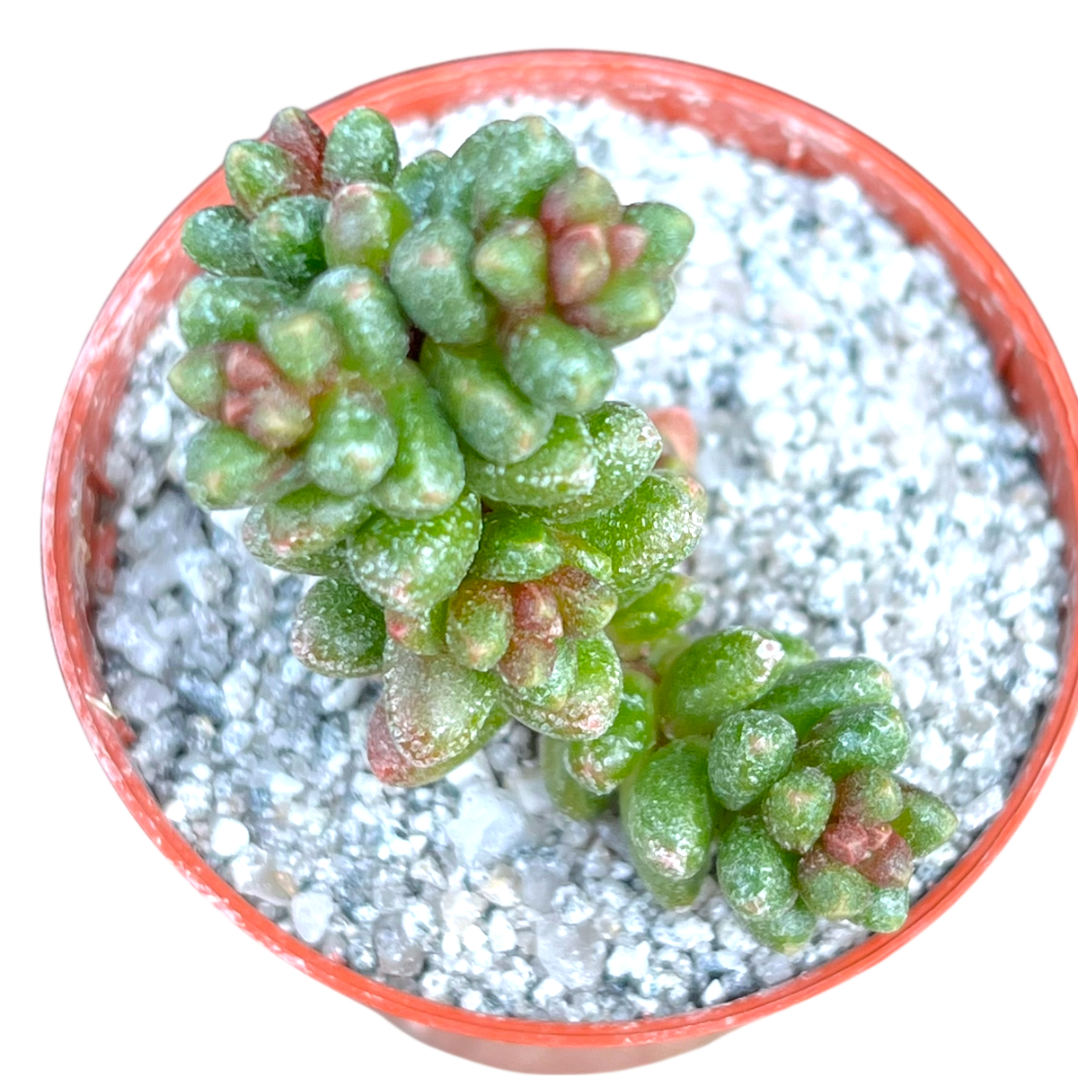 Sedum furfuraceum