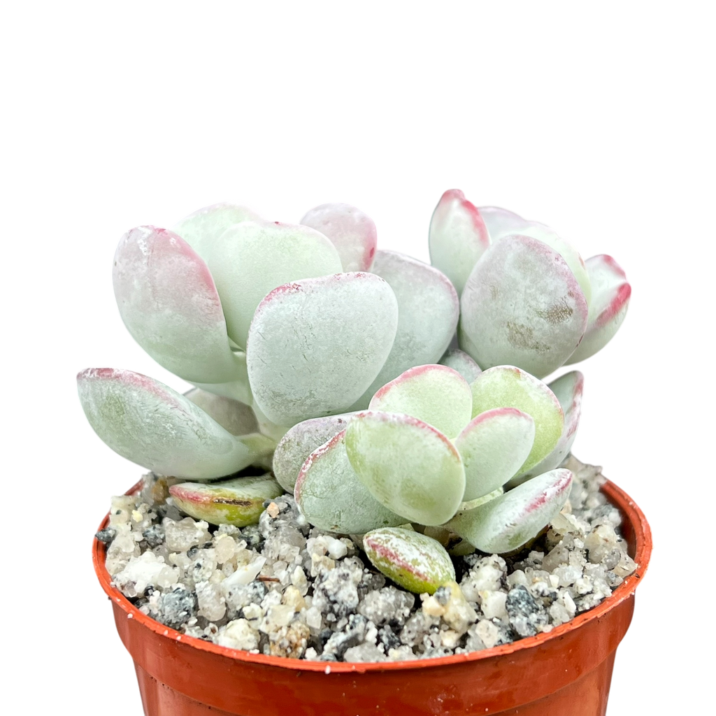 Cotyledon orbiculata | Dwarf Form