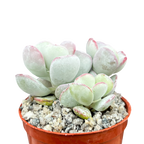 Cotyledon orbiculata | Dwarf Form