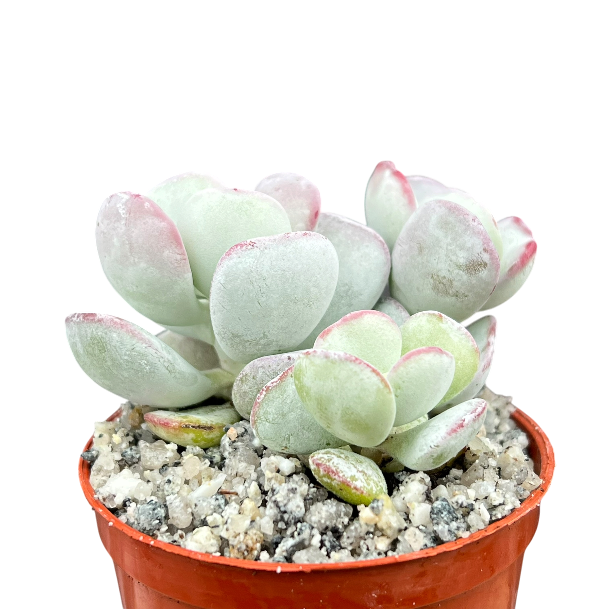 Cotyledon orbiculata | Dwarf Form