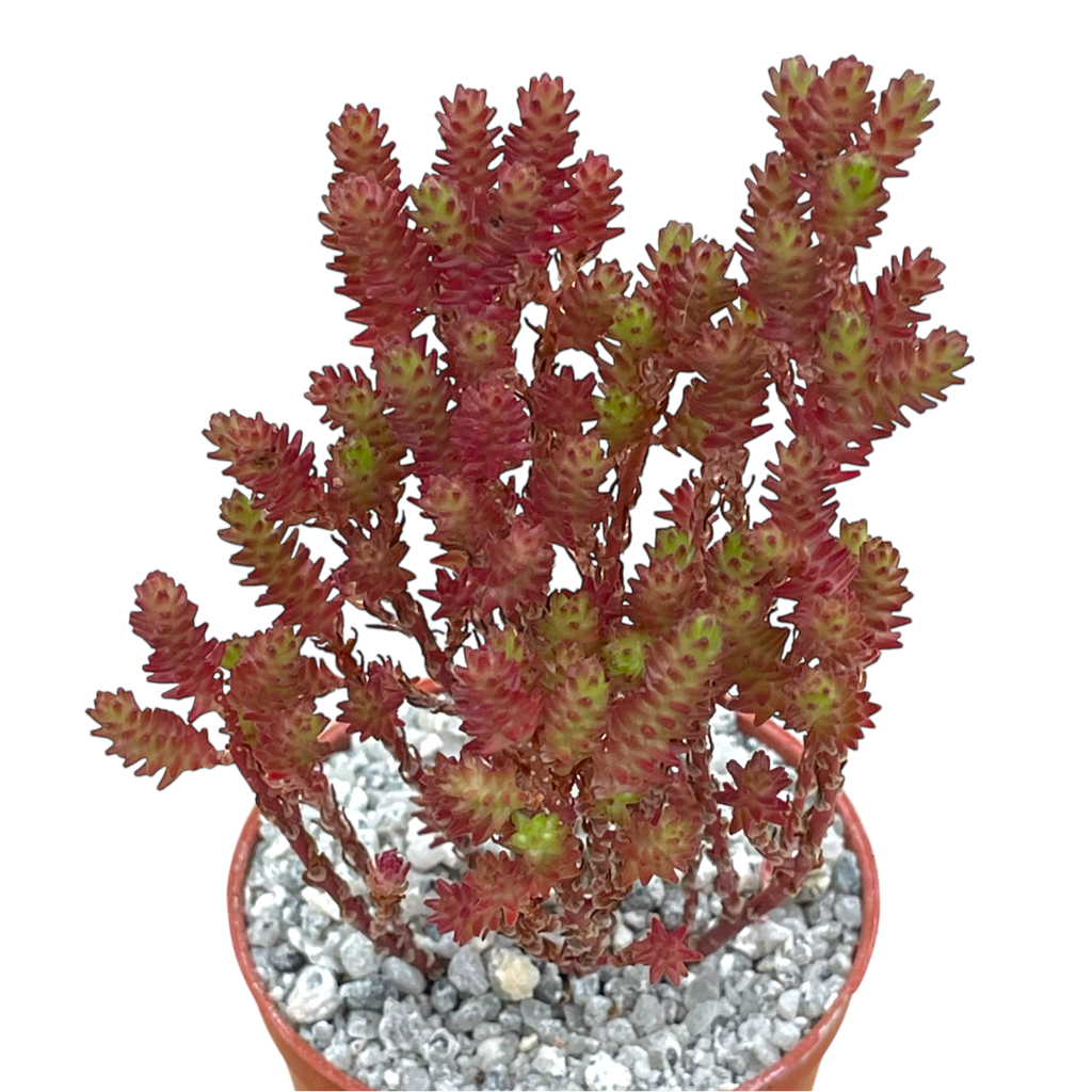 Sedum moranense