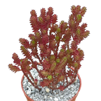 Sedum moranense