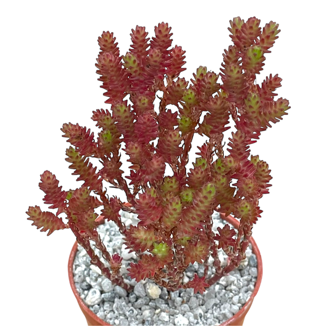 Sedum moranense