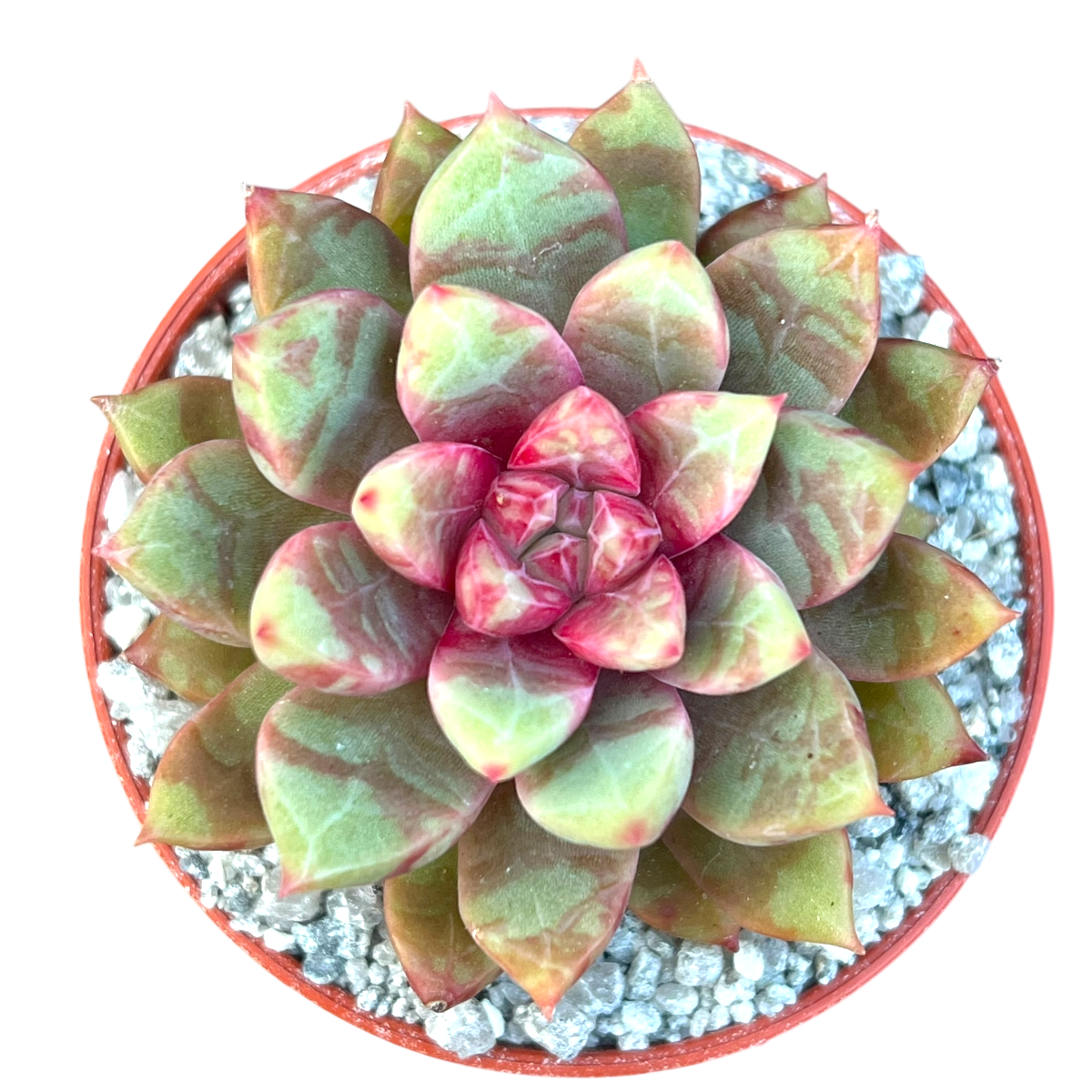 eco succulents Echeveria 'Echo' – Surreal Succulents