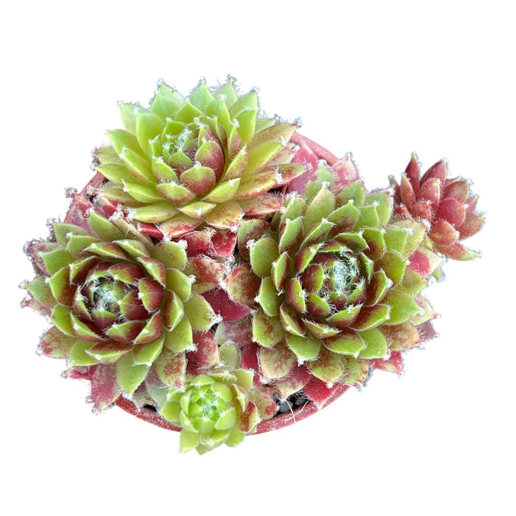 Sempervivum 'Heigham Red'