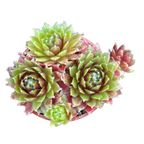 Sempervivum 'Heigham Red'