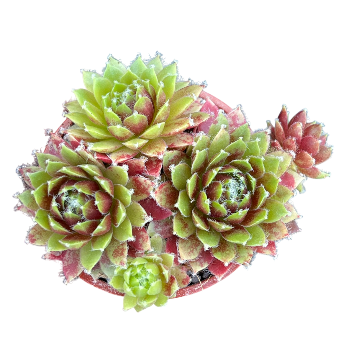 Sempervivum 'Heigham Red'