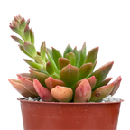 Echeveria 'Telstar'