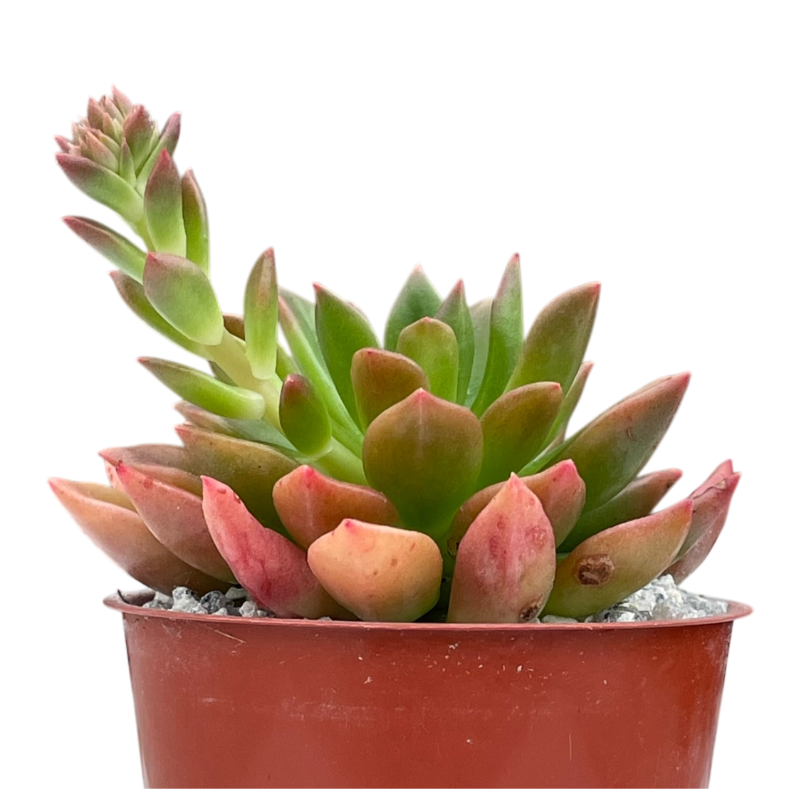 Echeveria 'Telstar'