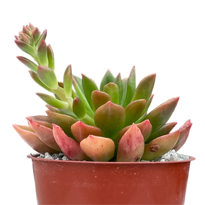 Echeveria 'Telstar'