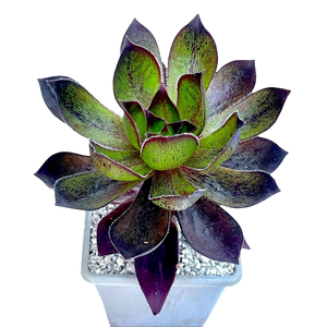 x Semponium 'Mrs Frosty'