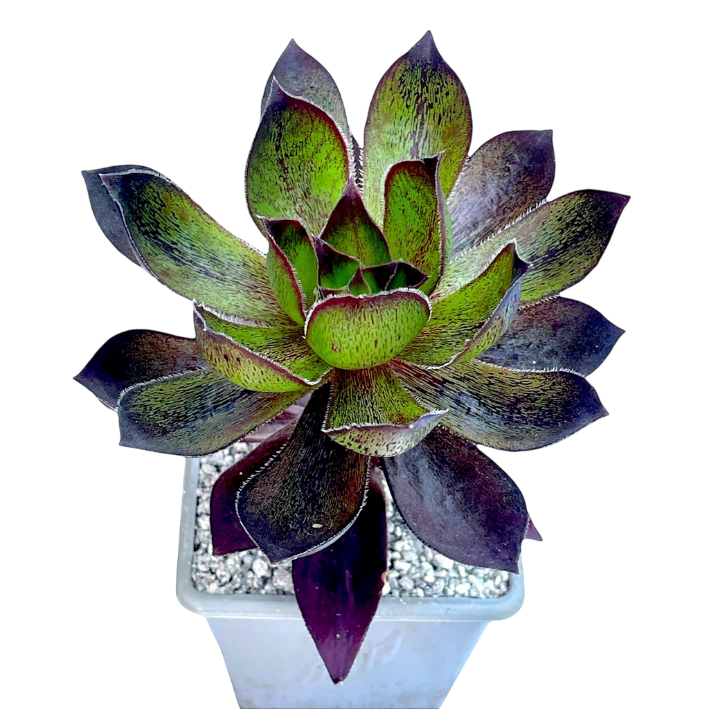 x Semponium 'Mrs Frosty'